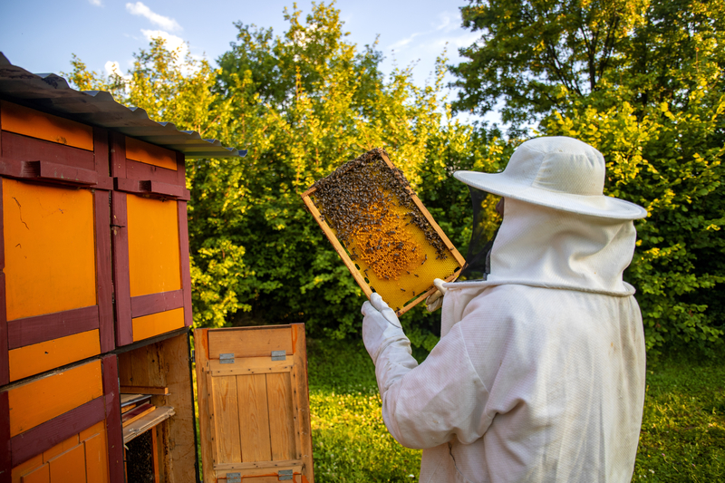Un apiculteur récolte le miel d'une ruche